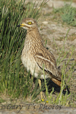 Stone Curlew (Adult)