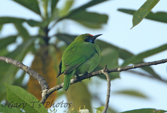 Golden-fronted Leafbird (Male)*