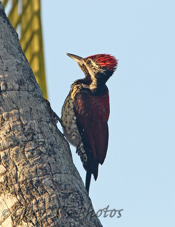 Red-backed Woodpecker (Male)