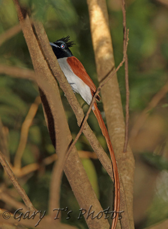 Sri Lanka Paradise Flycatcher (Male)