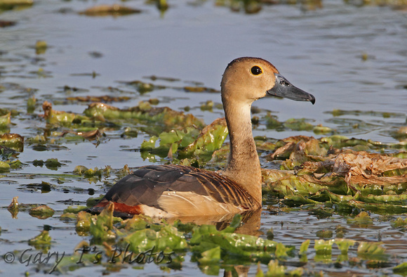 Lesser Whistling-duck