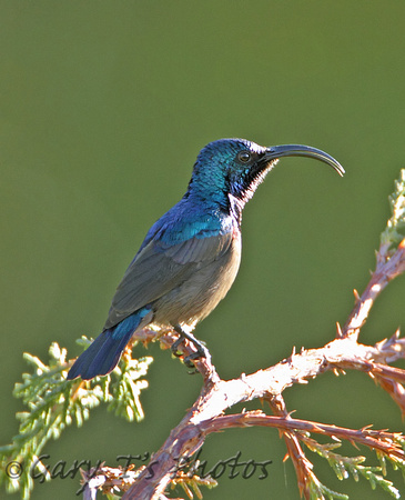 Long-billed Sunbird (Male)
