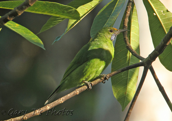 Golden-fronted Leafbird (Female)