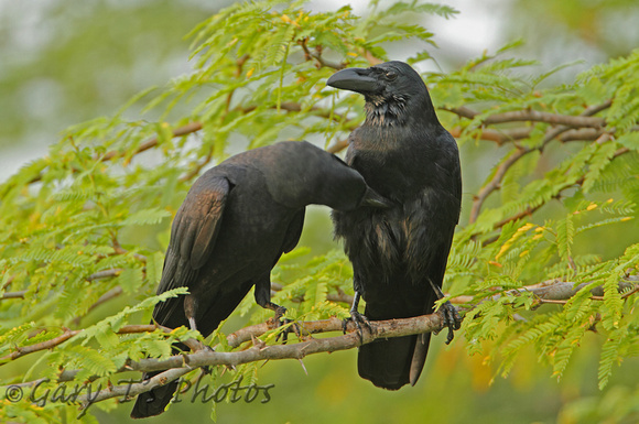 Jungle/Long-billed Crow