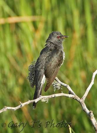 Plaintive Cuckoo (Male)