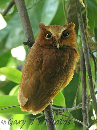 Serendib Scops Owl