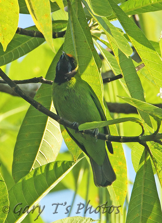 Golden-fronted Leafbird (Male)