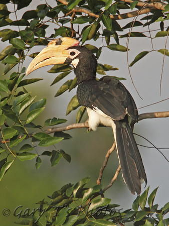 Malabar Pied Hornbill (Female)