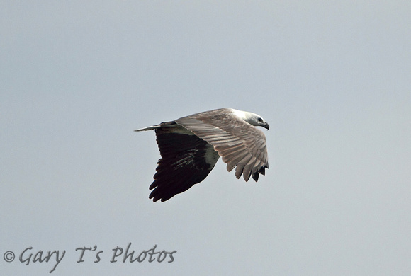 White-bellied Fish Eagle (Adult)