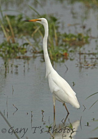 Great White Egret (Adult Moulting)