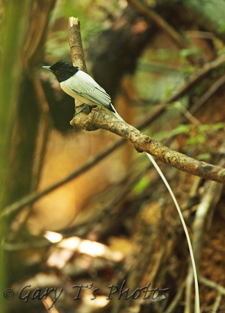 Indian Paradise Flycatcher (Male)