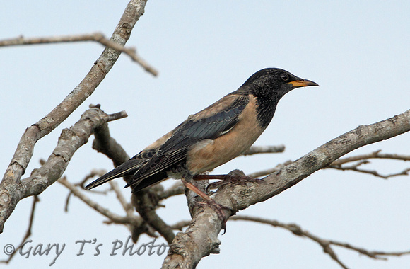 Rose-coloured Starling (Adult Winter)