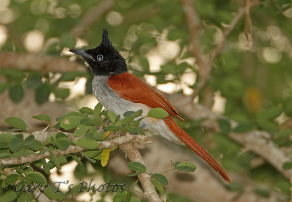 Sri Lanka Paradise Flycatcher (Female)