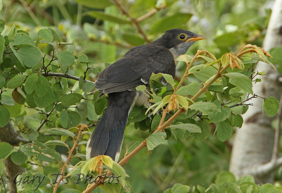 Jacobin Cuckoo (Juvenile)