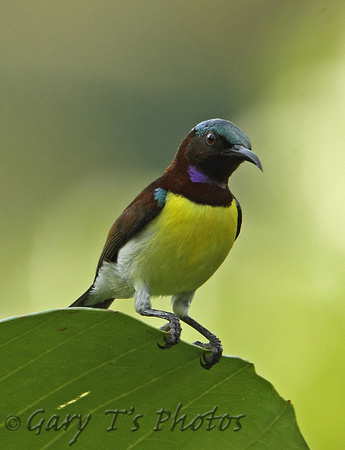 Purple-rumped Sunbird (Male)