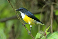 Birds of Sri Lanka (14th-28th January 2012)