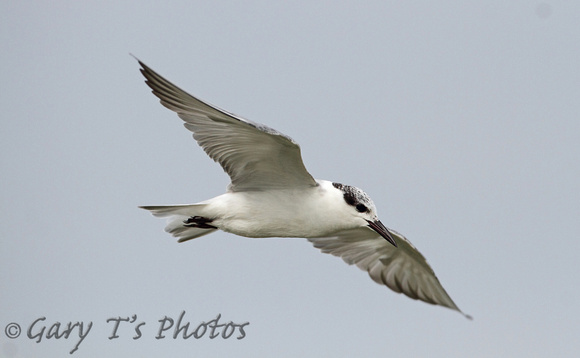 Whiskered Tern (Adult Winter)