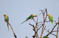 Alexandrine Parakeet (Males)
