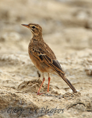 Paddyfield Pipit (1st Winter-North Indian race)