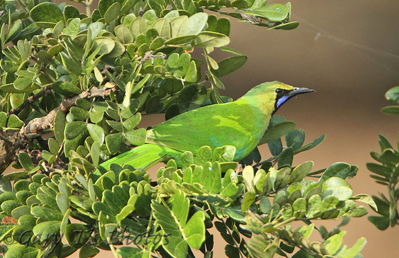 Jerdons Leafbird (Male)