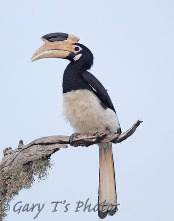 Malabar Pied Hornbill (Female)