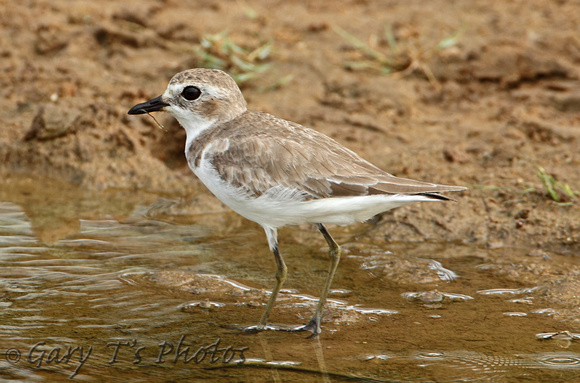 Greater Sand Plover (Winter)