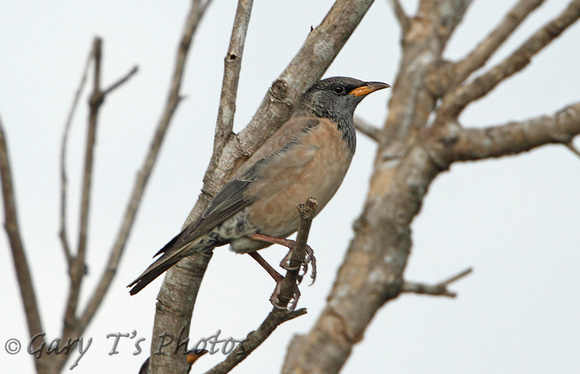 Rose-coloured Starling (1st Winter)