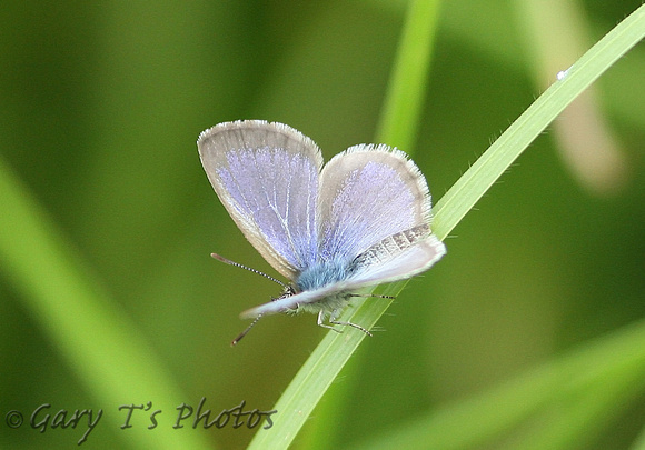 New Zealand Common Blue