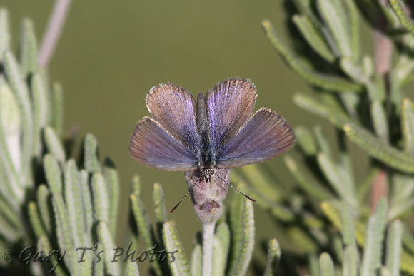 New Zealand Common Blue