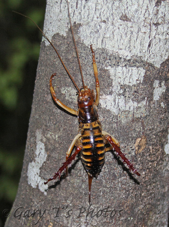 Wellington Tree Weta