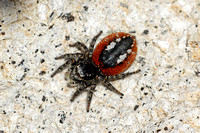 Ladybird Spider (Eresus sp.)