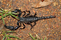 Giant Forest Scorpion (Heterometrus spinifer)