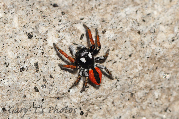 Lesvos Jumping Spider (Philaeus chrysops)