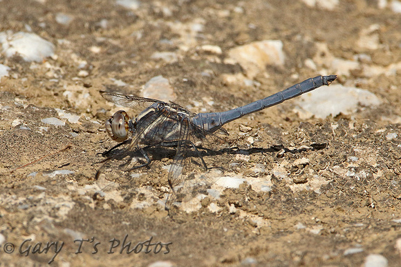 Small Skimmer (Male)