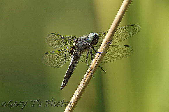 Southern Skimmer (Male)