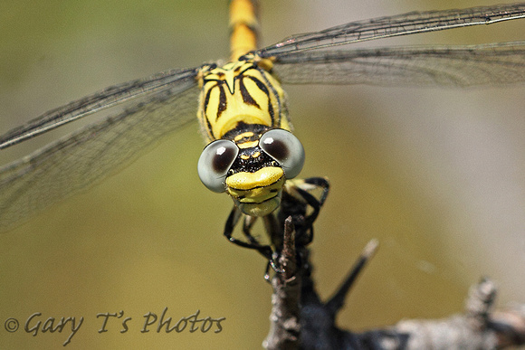 Small Pincertail (Female)