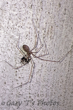 Cellar Spider (Pholcus phalangioides)