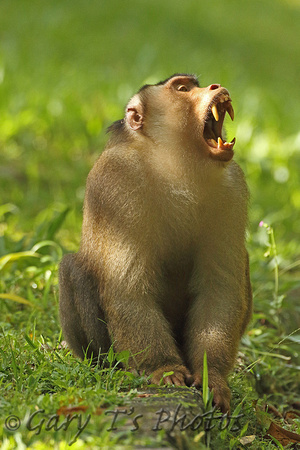 Southern Pig-tailed Macaque (Adult)