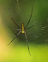 Giant Wood Spider (Nephila maculata)