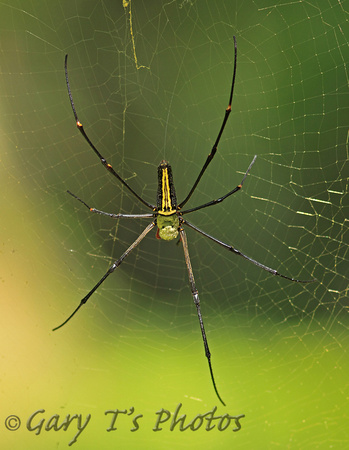 Wood Spider (Female)