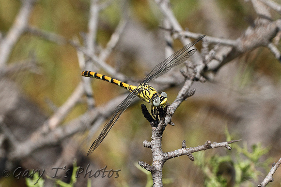 Small Pincertail (Female)