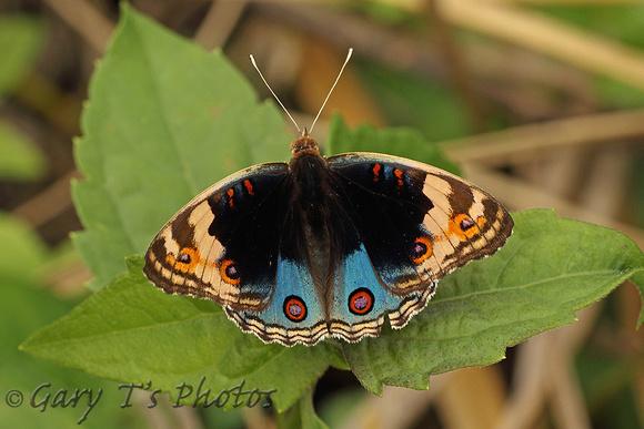 Blue Pansy (Male)