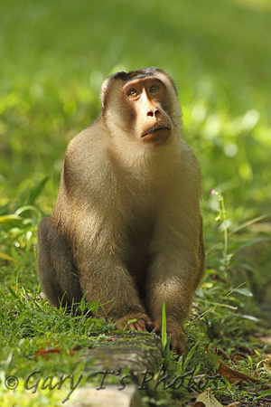 Southern Pig-tailed Macaque (Adult)