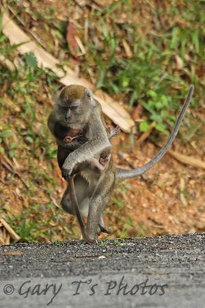 Long-tailed Macaque (Adult & Juvenile)