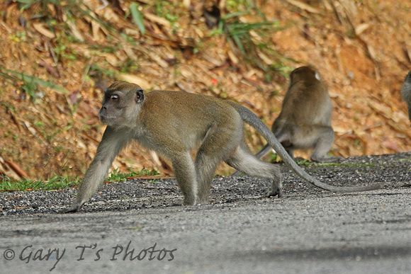 Long-tailed Macaque (Adult)