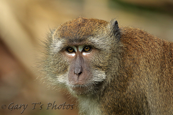 Long-tailed Macaque (Adult)