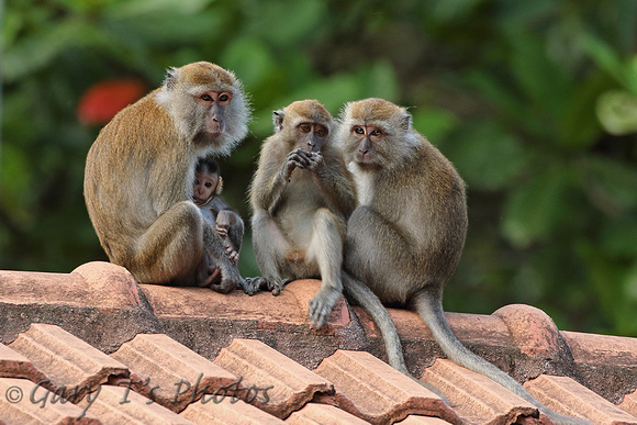Long-tailed Macaque (Family)