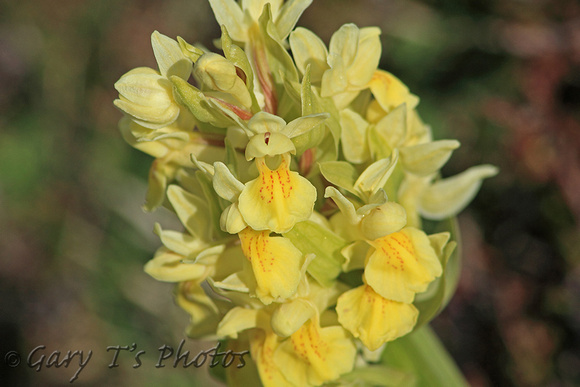 Elder Flower Orchid (Yellow Variant)