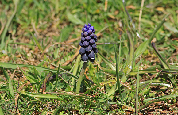 Grape Hyacinth (Muscari neglectum)