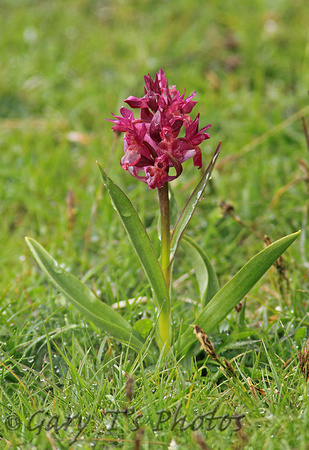 Elder Flower Orchid (Red Variant)